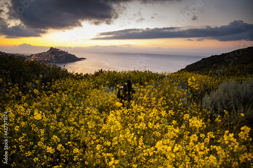 Long distance back view of a female photographer shooting Castelsardo in the middle of daisies  field at sunset