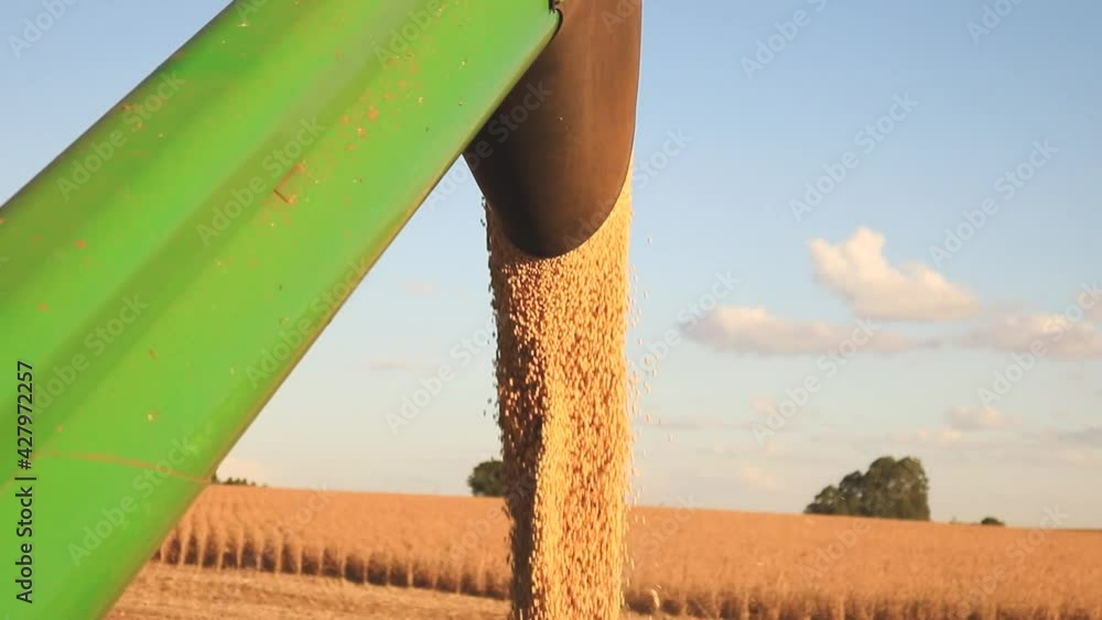 Harvesting soy bean agriculture