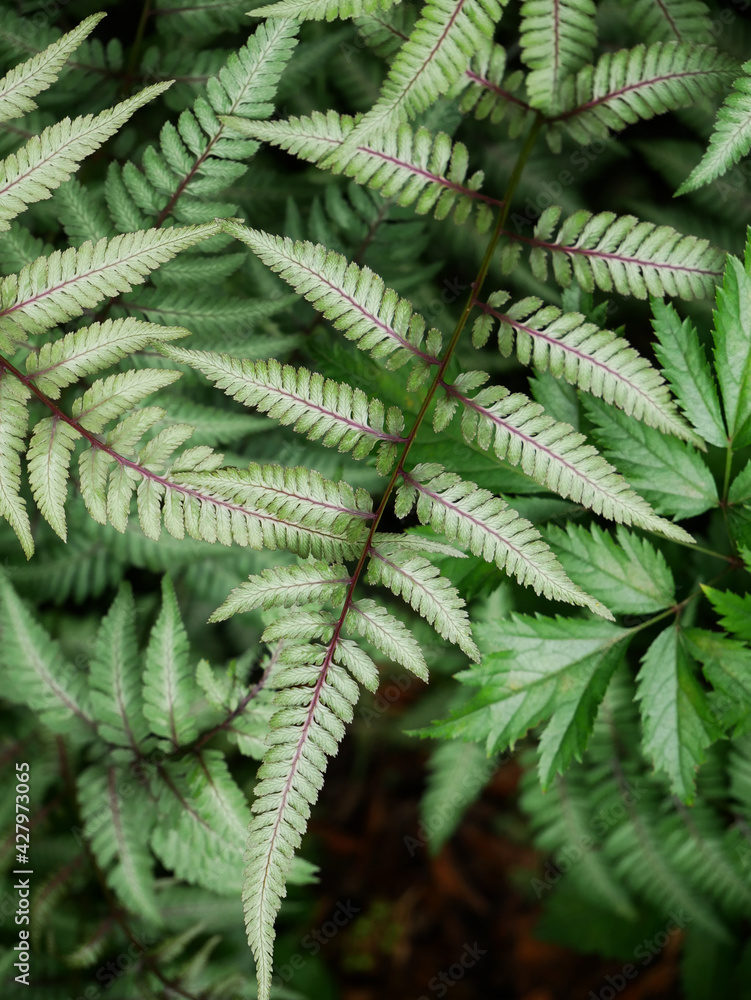 Close up of beautiful growing ferns in the forest Close up of beautiful growing ferns in the forest