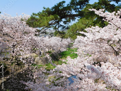 桜が咲く夙川河川敷緑地(兵庫県西宮市で2021年4月撮影)