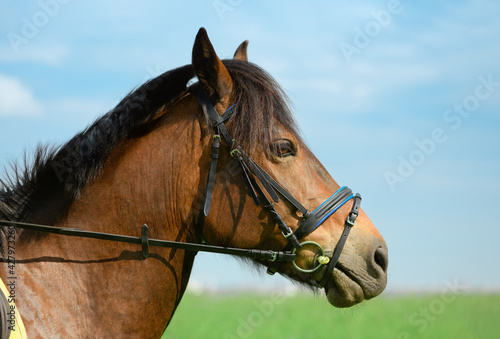 Horse with its black snaffle bridle is outdoors, close-up portrait. Trotter is standing on the beautiful blurred background, side view.