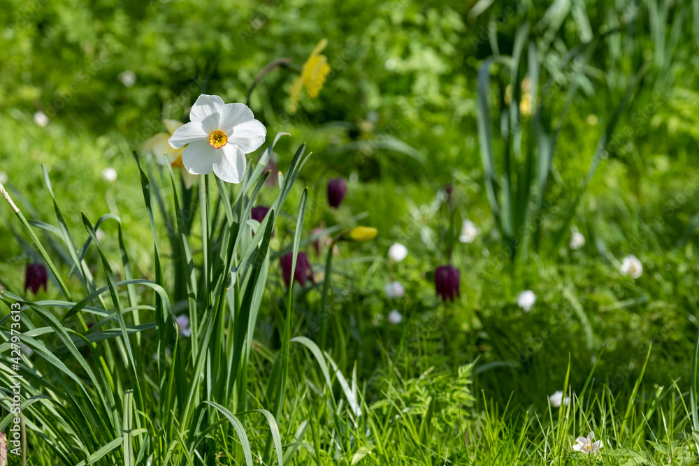 Snake's head fritillary flowers growing wild with other spring flowers in Fellows' Garden, accessed from Magdelen Meadow Oxford, Oxfordshire UK. The purple chequered flowers are rare and endangered. Snake's head fritillary flowers growing wild with other spring flowers in Fellows' Garden, accessed from Magdelen Meadow Oxford, Oxfordshire UK. The purple chequered flowers are rare and endangered.