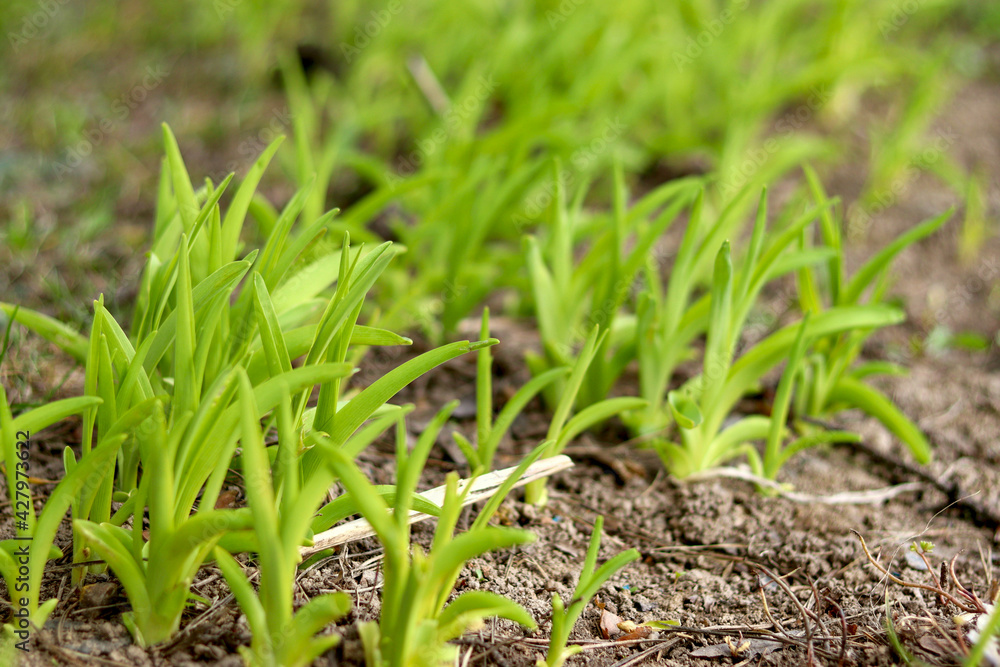 Young grass sprouts in the spring