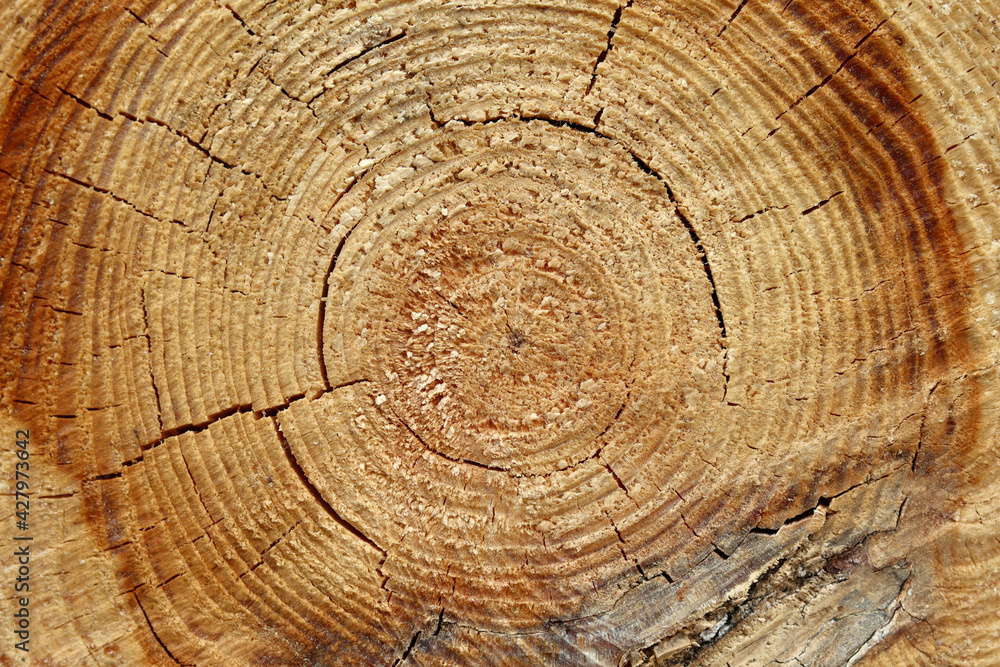 Naklejka premium Tree cut, a tree cut in half for the background