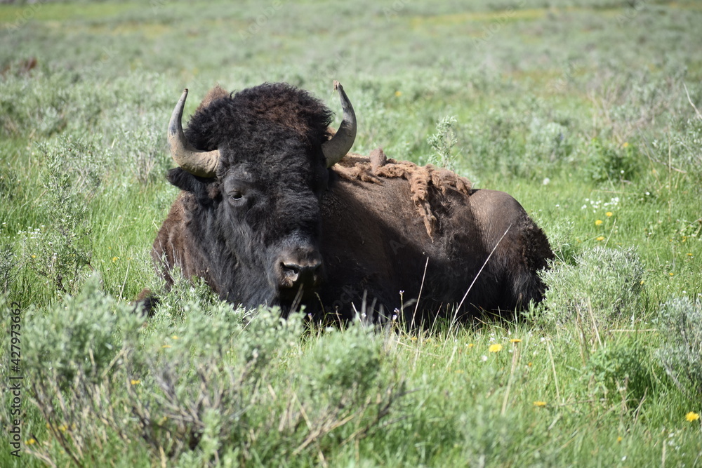 Bison, Wyoming