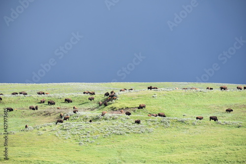 Bison, Wyoming