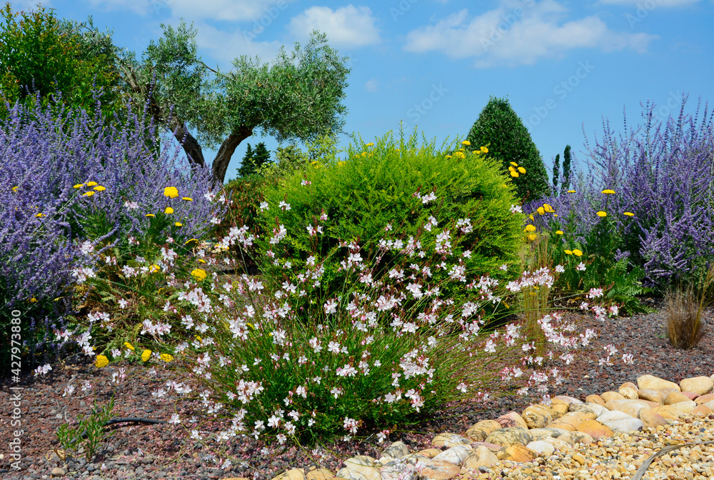 Fototapeta premium Gaura Lindheimera - Gaura lindheimeri, mediterranean garden, prowansalski ogród