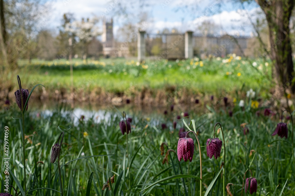 Snake's head fritillary flowers growing wild in Magdalen Meadow next to the River Cherwell. in Oxford, Oxfordshire UK. Snake's head fritillary flowers growing wild in Magdalen Meadow next to the River Cherwell. in Oxford, Oxfordshire UK.