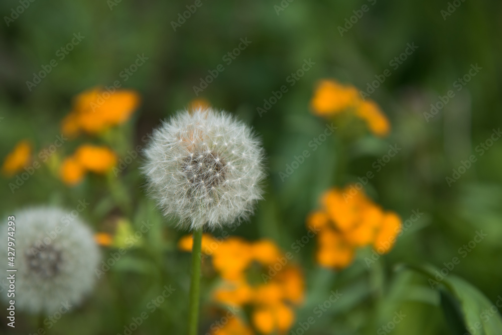 Dandelion clocks with soft background of contrasting greens and orange colors. Dandelion clocks with soft background of contrasting greens and orange colors.