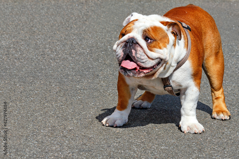 Large English Bulldog with a leather collar on a background of gray asphalt sidewalk.