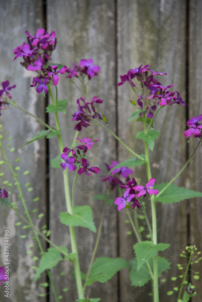 Naklejka premium Annual honesty plants blooming by an old wooden fence. 