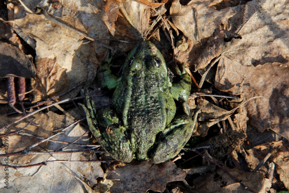 frog frog