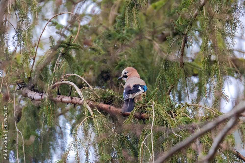 A jay sits on the branch of a spruce in the forest A jay sits on the branch of a spruce in the forest