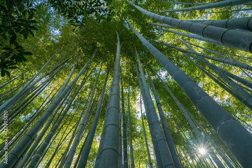 Green bamboo forest with sunlight passing through the bamboo grove in Hokoku-ji Temple, Kamakura, Japan. Known as the "bamboo temple".