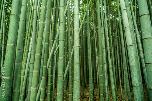 Green bamboo forest background in Arashiyama  near Kyoto  Japan. 