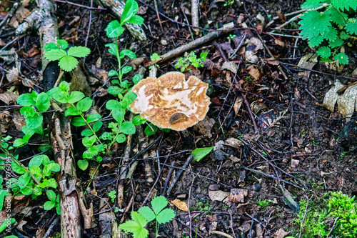 mushrooms grow in the wilderness of the forest