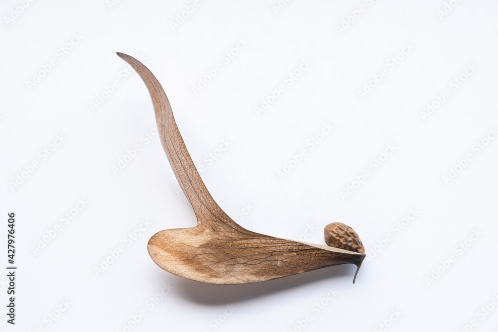 A blur of brown dry field tread on a white background. There is a round brown seed, creative nature in Dipterocarpus alatus A blur of brown dry field tread on a white background. There is a round brown seed, creative nature in Dipterocarpus alatus