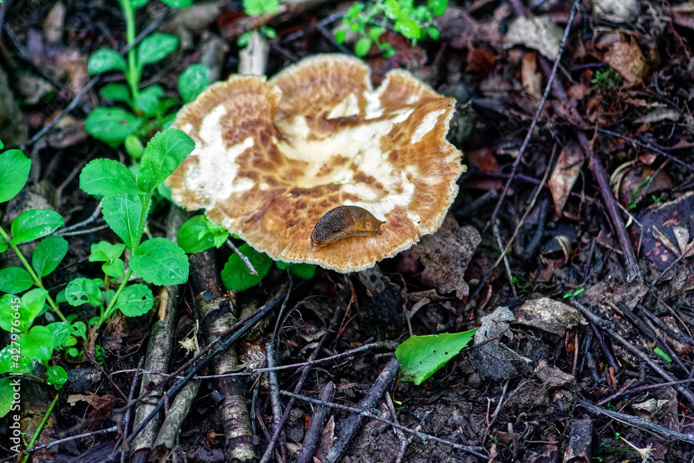 mushrooms grow in the wilderness of the forest mushrooms grow in the wilderness of the forest