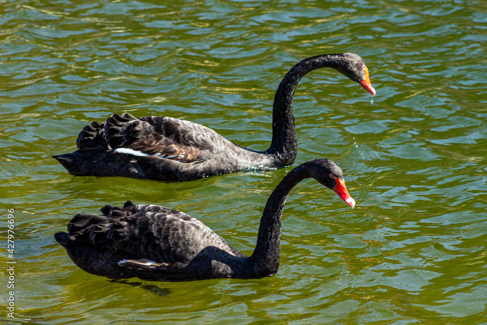 Fototapeta premium Czarny łabędź