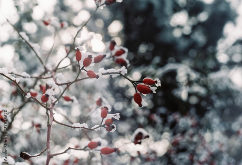 Snow-covered red rosehip berries in winter in the forest
