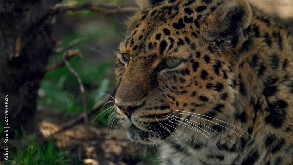 Beautiful Leopard turning to look the camera's way - slowmo Beautiful Leopard turning to look the camera's way - slowmo