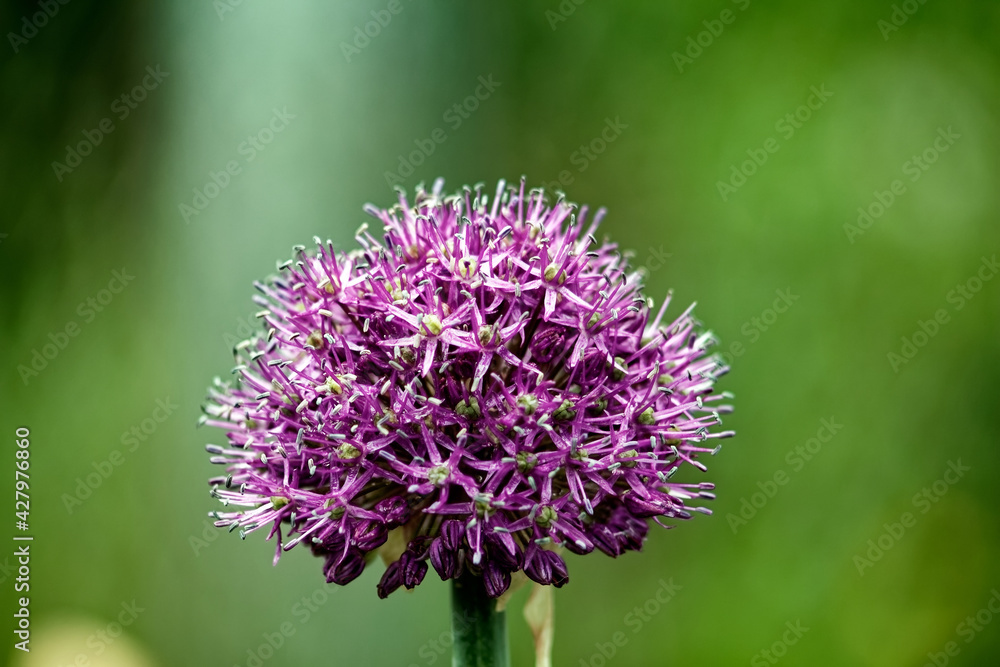 onion flowers in the garden against the background of grass onion flowers in the garden against the background of grass
