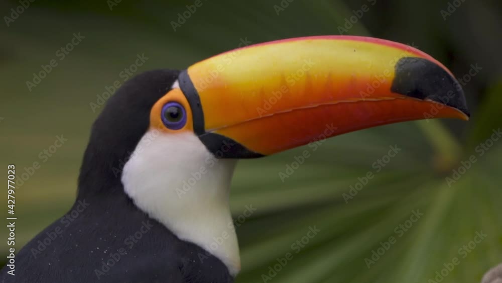 Close up of a colorful toco toucan shaking its head and looking around standing on a branch in nature. Slow motion. Close up of a colorful toco toucan shaking its head and looking around standing on a branch in nature. Slow motion.