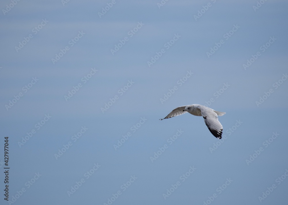 Obraz premium Seagull