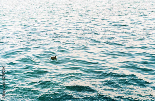 A lonely little duck swims on the sea