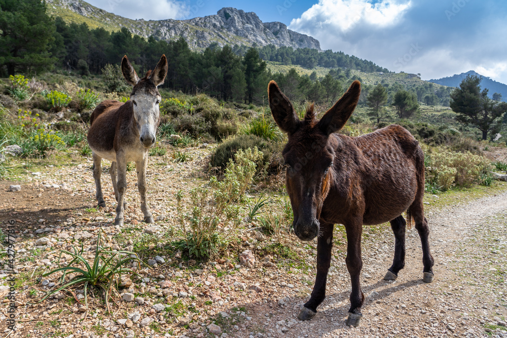 Wanderurlaub auf Mallorca im Tramuntana Gebirge - Wanderung am Cuber Stausee, Maultiere, Puig de sa Rateta und Puig de na Franquesa Wanderurlaub auf Mallorca im Tramuntana Gebirge - Wanderung am Cuber Stausee, Maultiere, Puig de sa Rateta und Puig de na Franquesa
