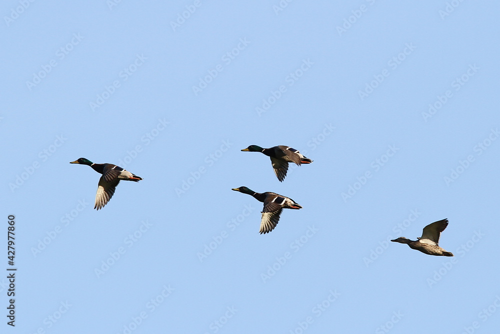 vol de canards col vert en escadrille vol de canards col vert en escadrille