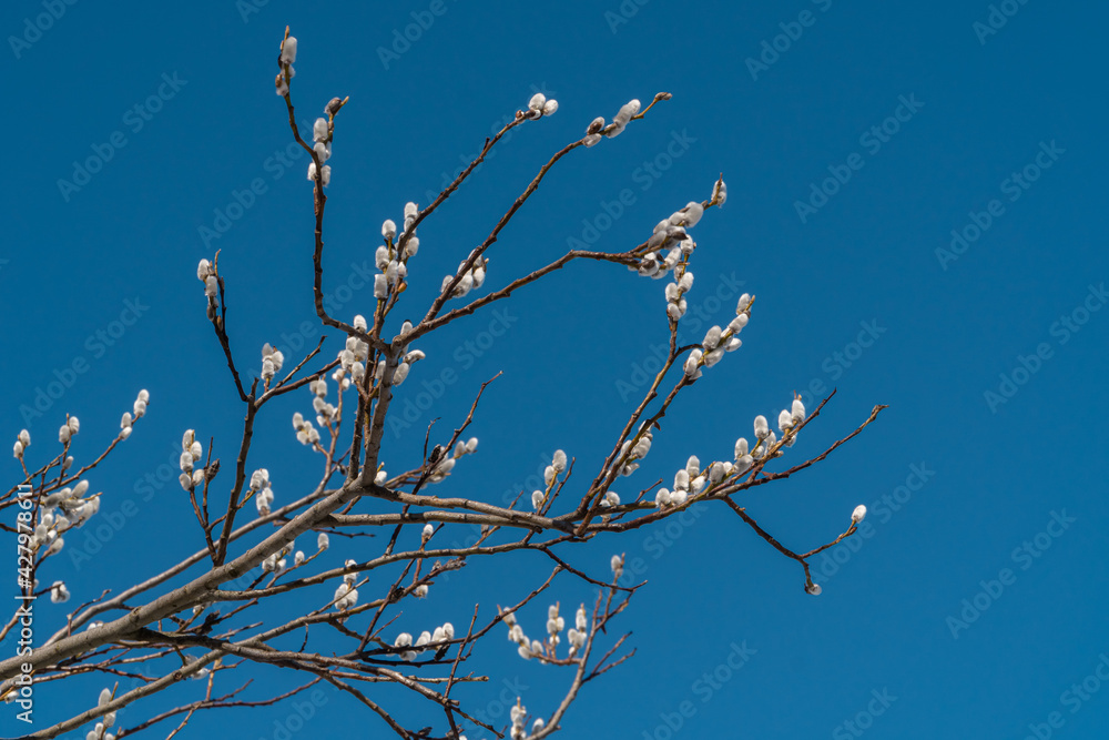 Russia. April 11, 2021. In early spring, the first buds bloom on the willow. Russia. April 11, 2021. In early spring, the first buds bloom on the willow.