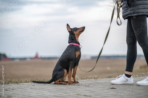 Canvas Print Young handsome German pinscher on a leash in cloudy weather.