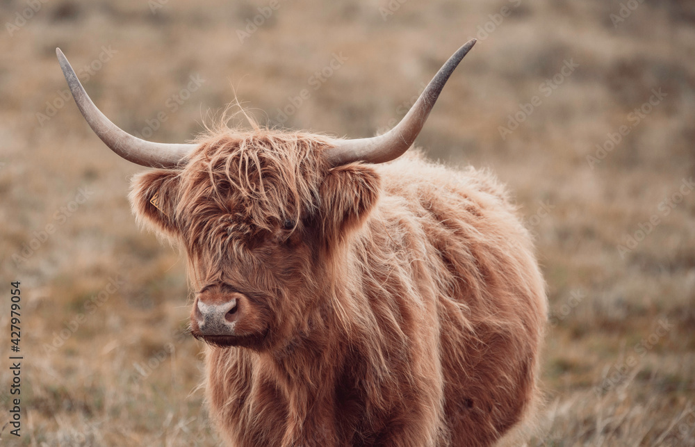 scottish highland cow scottish highland cow
