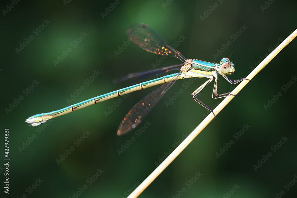 leste vert sur un brin de paille leste vert sur un brin de paille