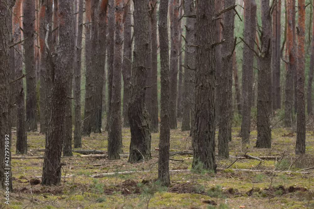 Obraz premium Forest