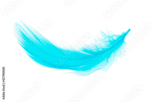Beautiful elegant blue feather isolated on the white background