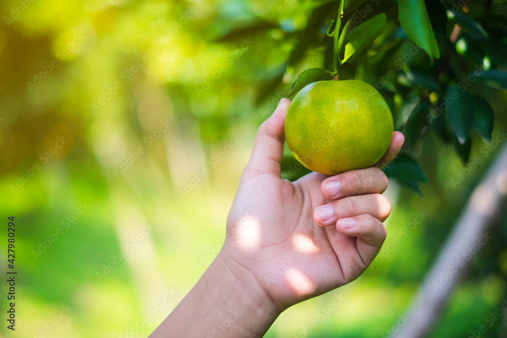 Hands and oranges of the orange farmers are harvesting. Oranges are delicious. Healthy fruit
Hands and oranges of the orange farmers are harvesting. Oranges are delicious. Healthy fruit