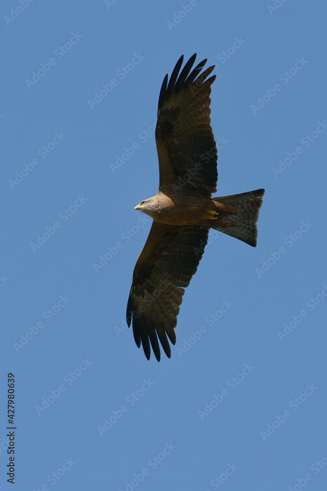 Obraz premium Black kite (Milvus migrans) flying