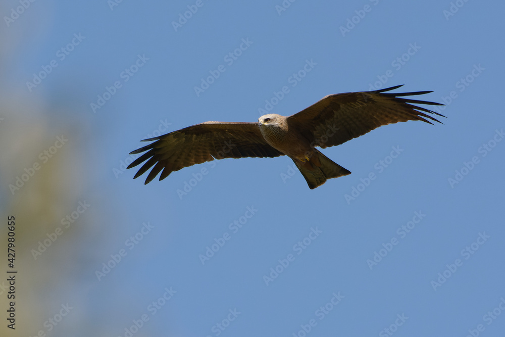 Fototapeta premium Black kite (Milvus migrans) flying