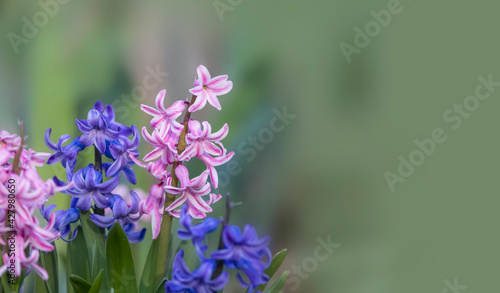 Pink and blue Hyacinth flowers with copy space