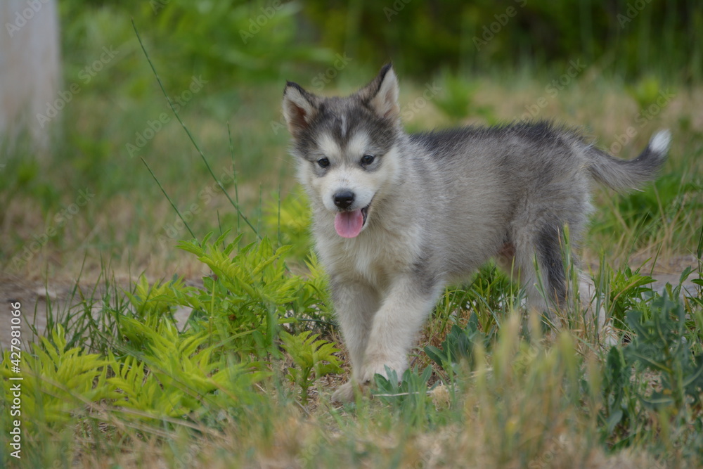 Alaskan malamute dog, it is a puppy. The photo is in the summer period of the year 2017 Alaskan malamute dog, it is a puppy. The photo is in the summer period of the year 2017