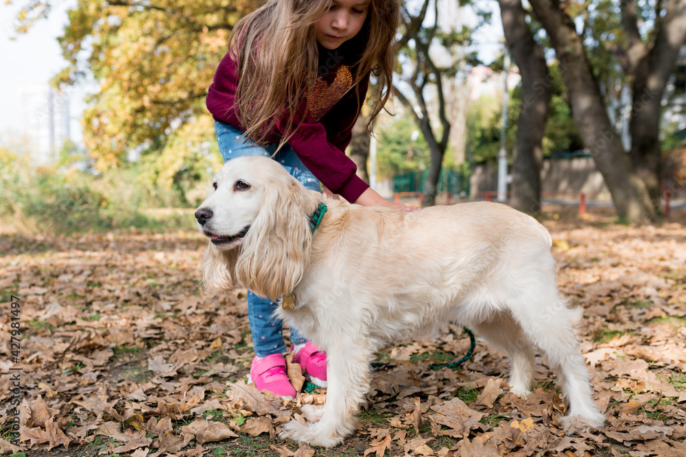Portrait of cute obedient cocker spaniel on autumn background. Owner girl holding dog by leash while walking in the park on warm fall day. Selective focus Portrait of cute obedient cocker spaniel on autumn background. Owner girl holding dog by leash while walking in the park on warm fall day. Selective focus