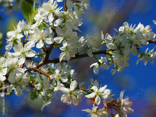 Крупный план красивых белых цветов на плодовом дереве на голубом фоне © Elena