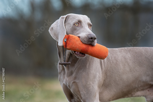 Weimaraner apportiert Dummy