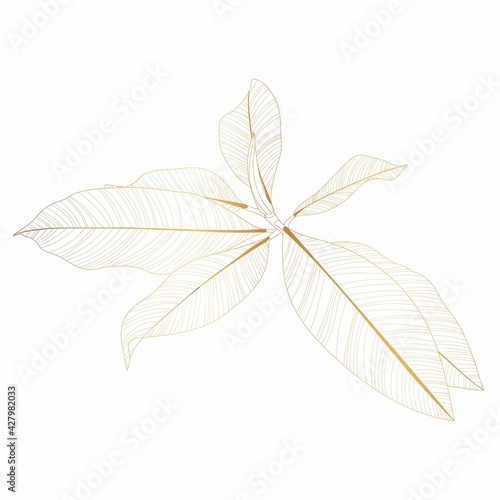 Magnolia tropical branch in leaves on a white background. Tree branch drawing and sketch with golden line.