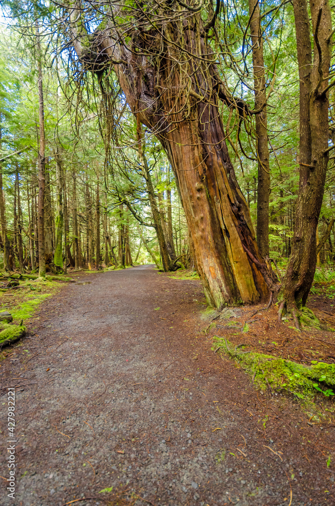 Fragment of Cape trail in Olympics park, Washington, USA Fragment of Cape trail in Olympics park, Washington, USA
