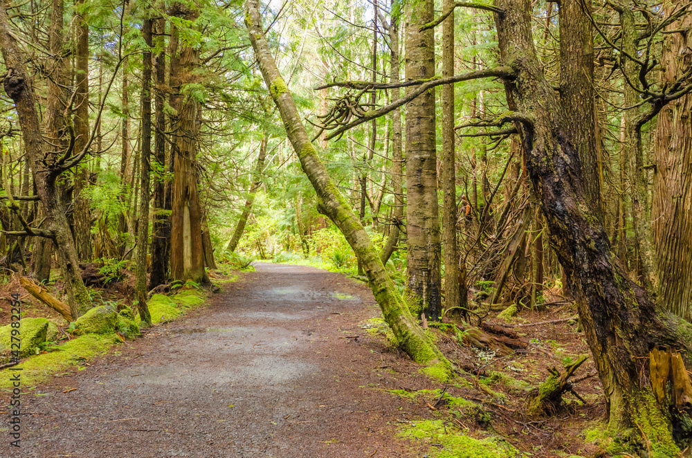 Fragment of Cape trail in Olympics park, Washington, USA Fragment of Cape trail in Olympics park, Washington, USA