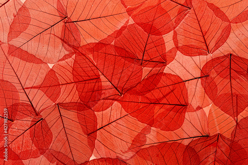 The background image is red fishnet leaves  the colors of autumn leaves are ideal for seasonal use.
