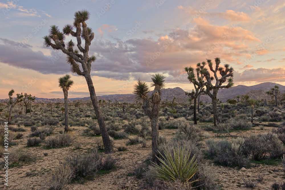 Joshua Tree National park sunset Joshua Tree National park sunset
